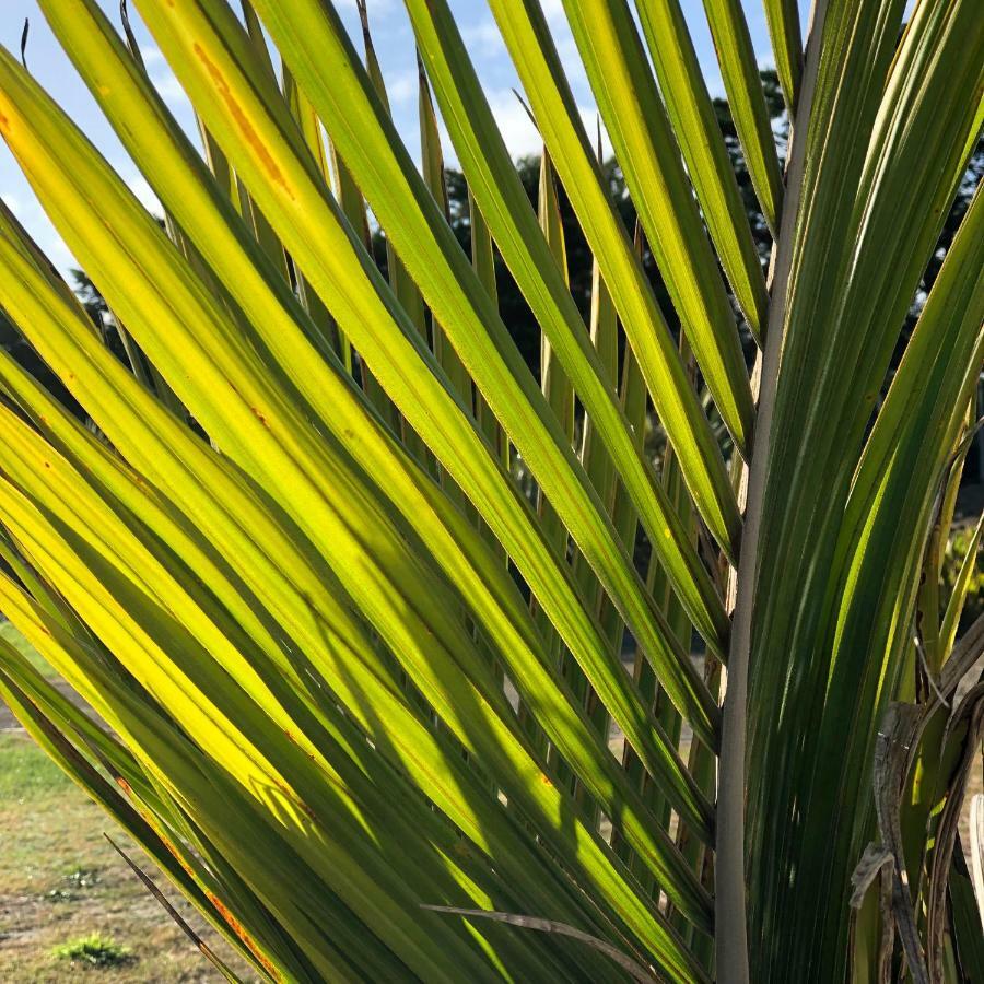 Nikau'S On Palmer Foxton Beach Екстериор снимка